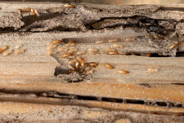 Best Bed Bug Extermination  in St Cloud, MN